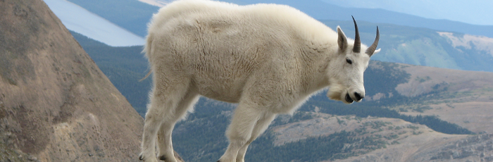 Mountain Goat