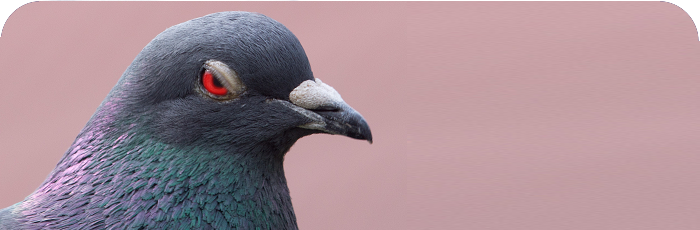 Angry Pigeons