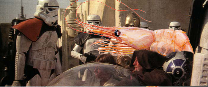 These are not the Shrimp you’re looking for