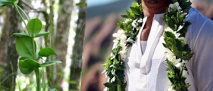 My Big Fat Hawaiian Wedding