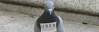 Apple and The Uber Pigeon