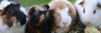 Guinea Pigs In The Isle of Wight