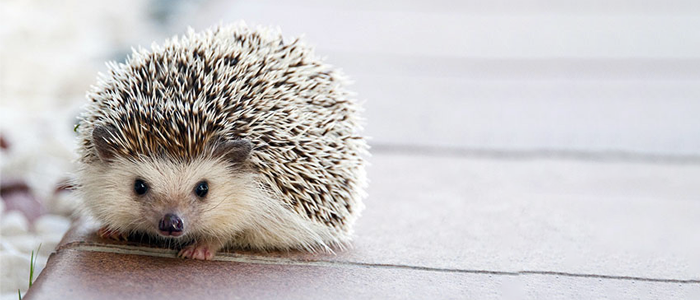 Muller’s Hedgehog