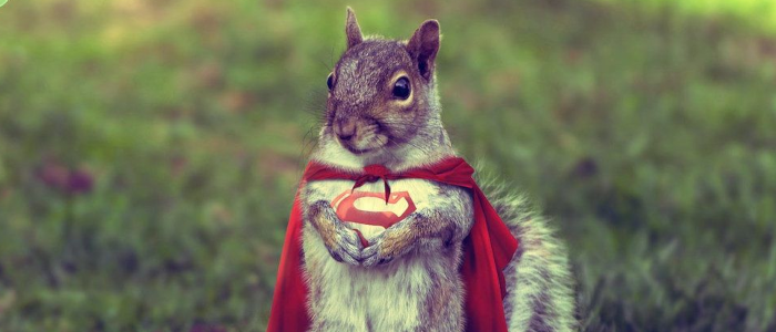 Super Squirrel