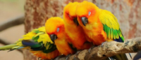 Sleeping Parrots